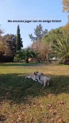 Me encanta jugar con mi amigo Orión!!