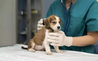 Garantizando la salud y felicidad de nuestras mascotas: La importancia de los controles veterinarios periódicos