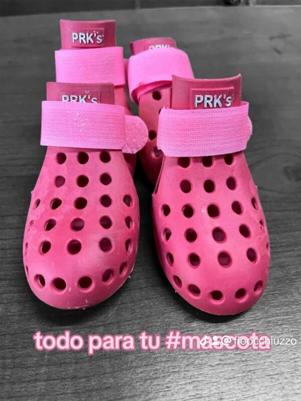 Crocs caninas