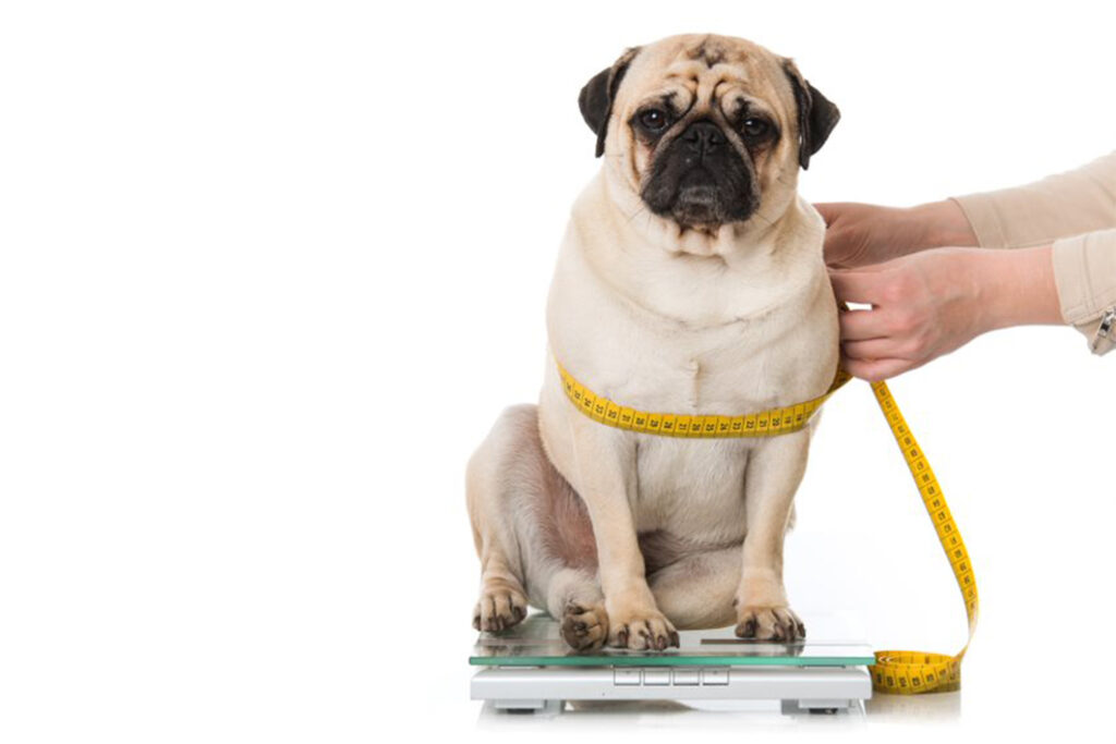Controlar el sobrepeso mejora la vida de nuestras mascotas.