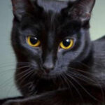 Profile photo of Moro
