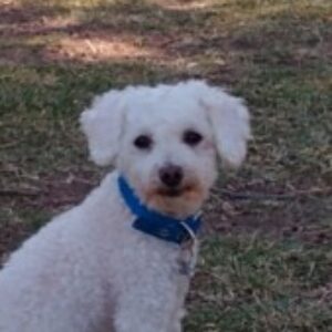 Profile photo of Odi