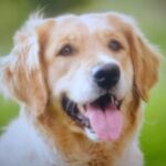 Profile photo of Pomelo