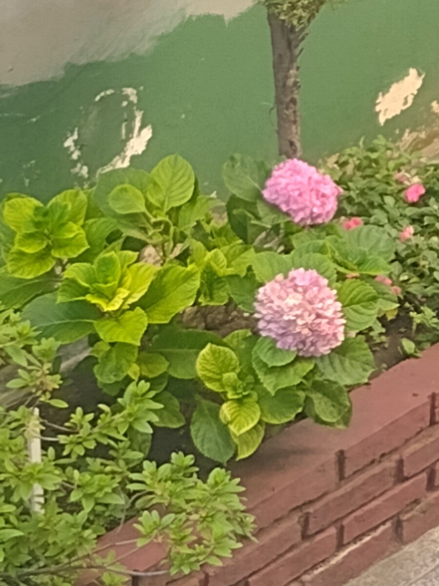Pomelo